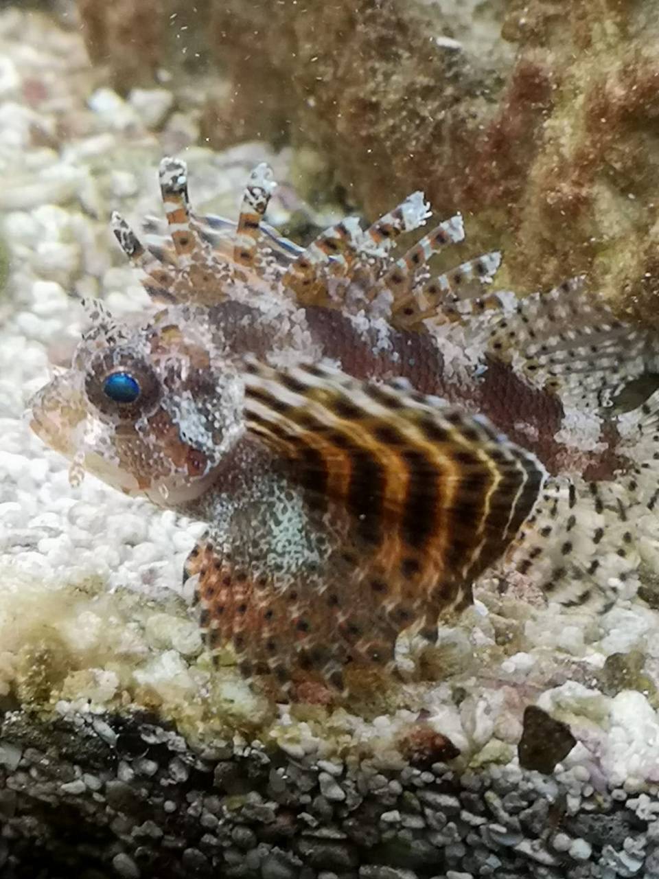 960x1280 Monty the lionfish wallpaper