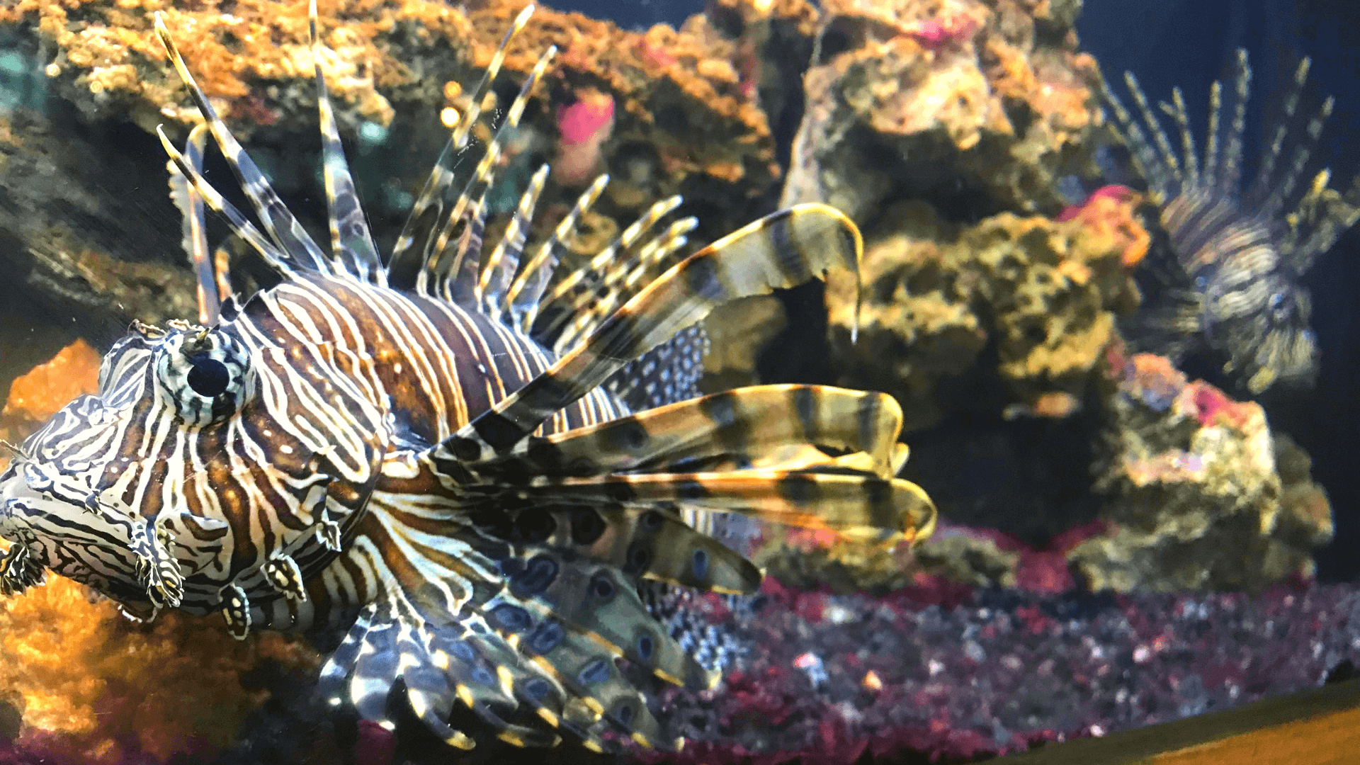 1920x1080 Are Lionfish Safe to Eat? How You Can Help Advance Ocean Conservation