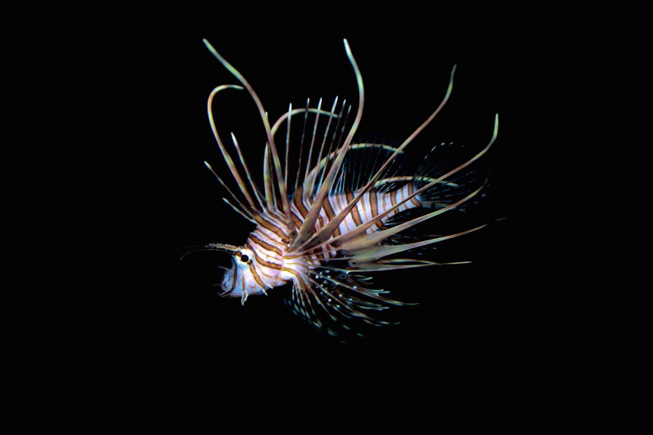 1280x853 MASNA Lionfish Education