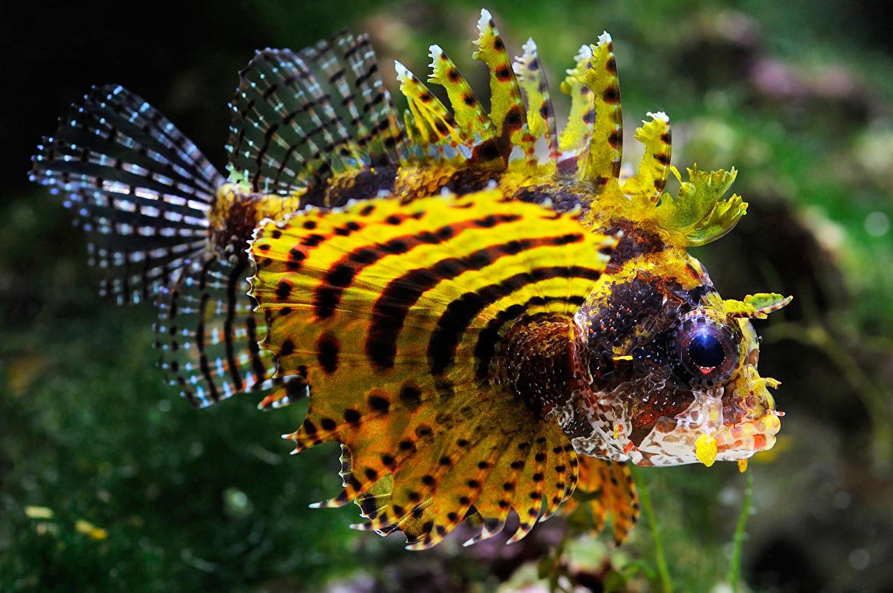 1280x851 Photo Pterois lionfish Fish Sea Yellow Animals