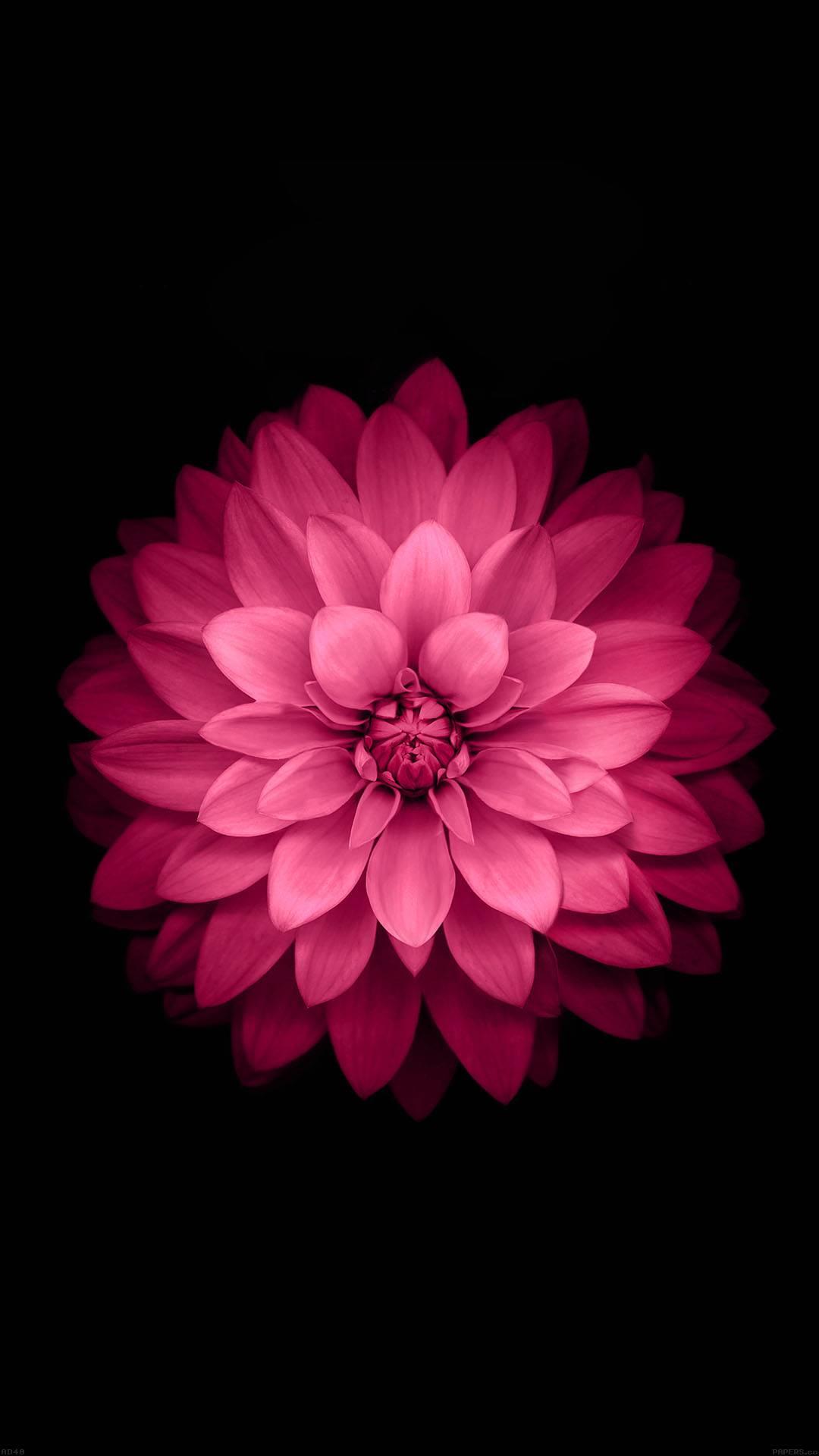 1080x1920 Black Pink Wallpaper: Appstore for Android