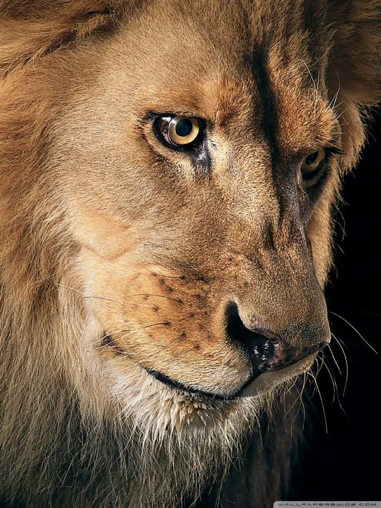 768x1024 Ultra HD Lion 4k HD Wallpaper