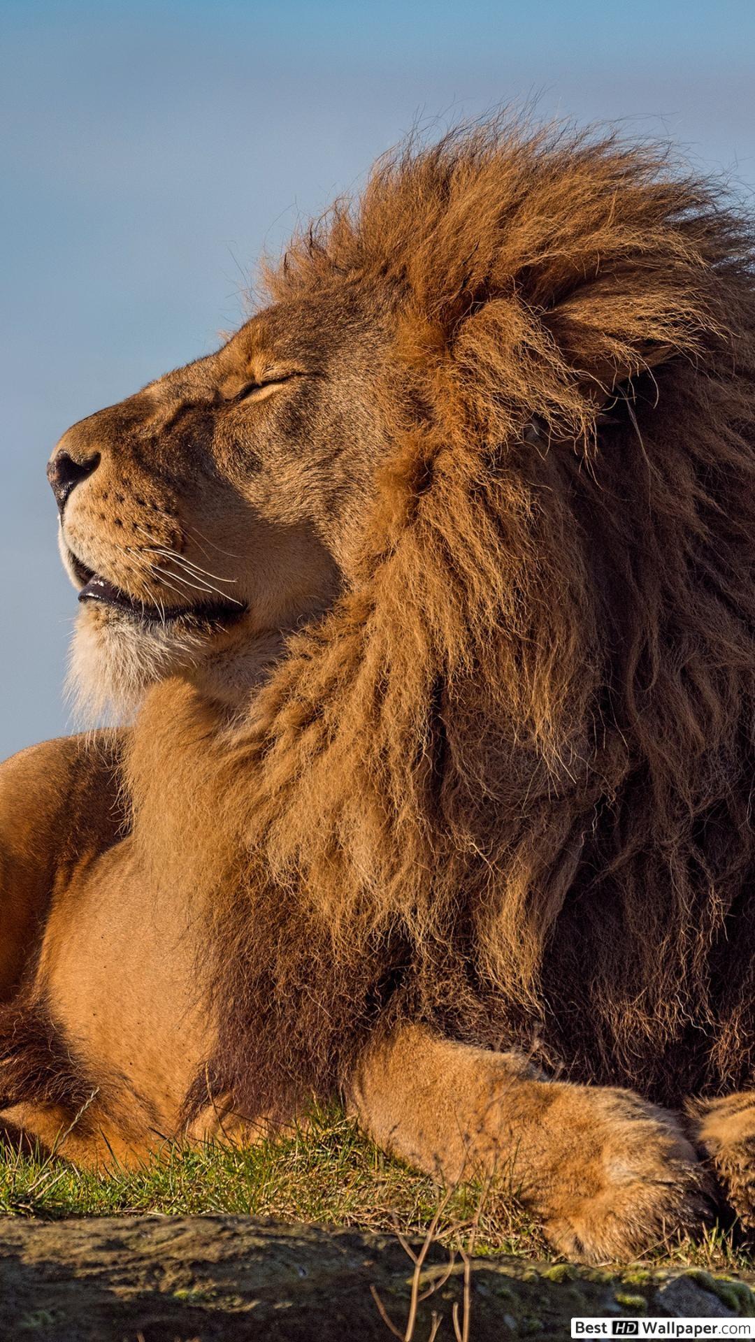 1080x1920 4K wallpaper: Simba The Lion King 2019 HD Wallpaper