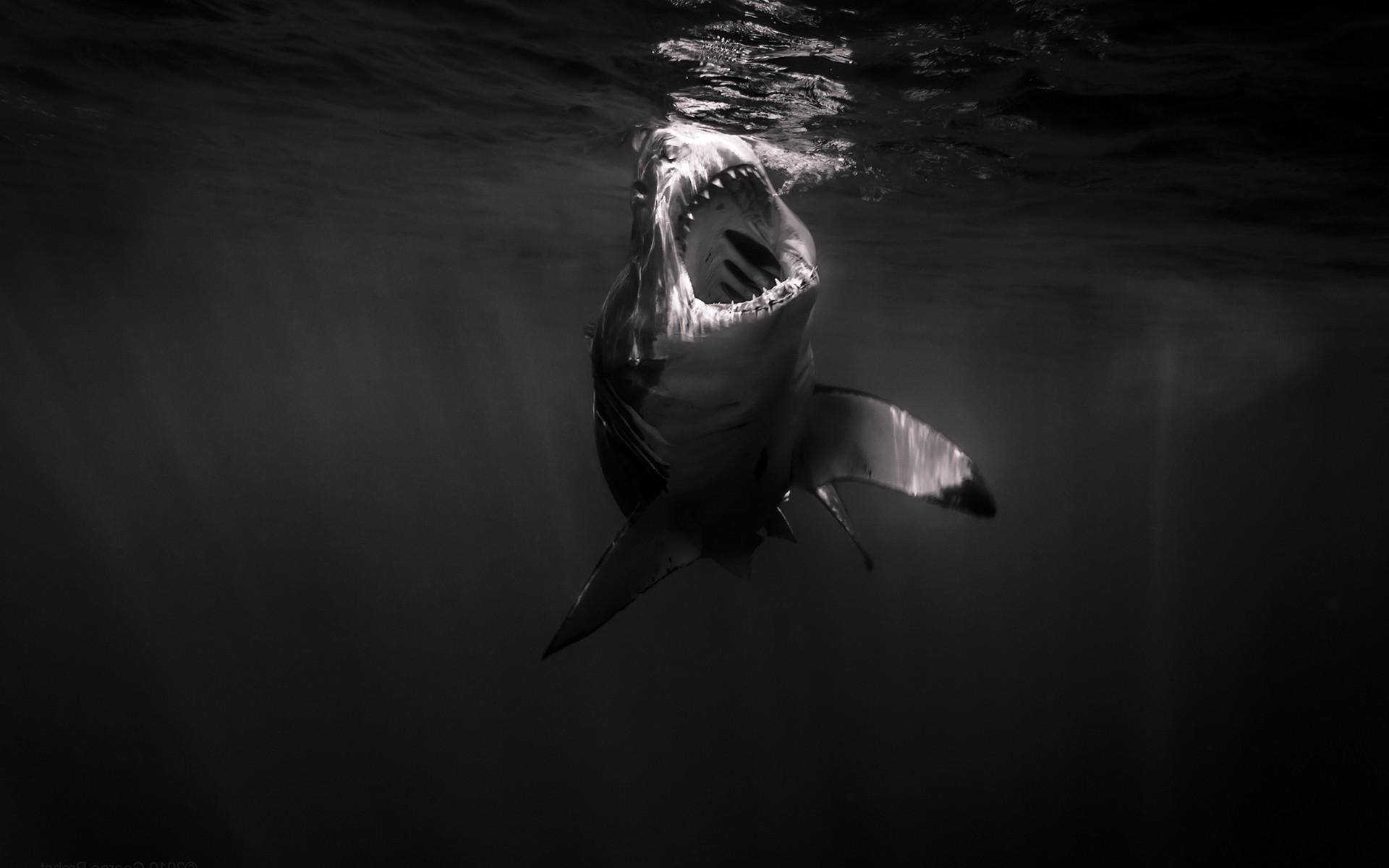 1920x1200 shark Wallpaper HD / Desktop and Mobile Background