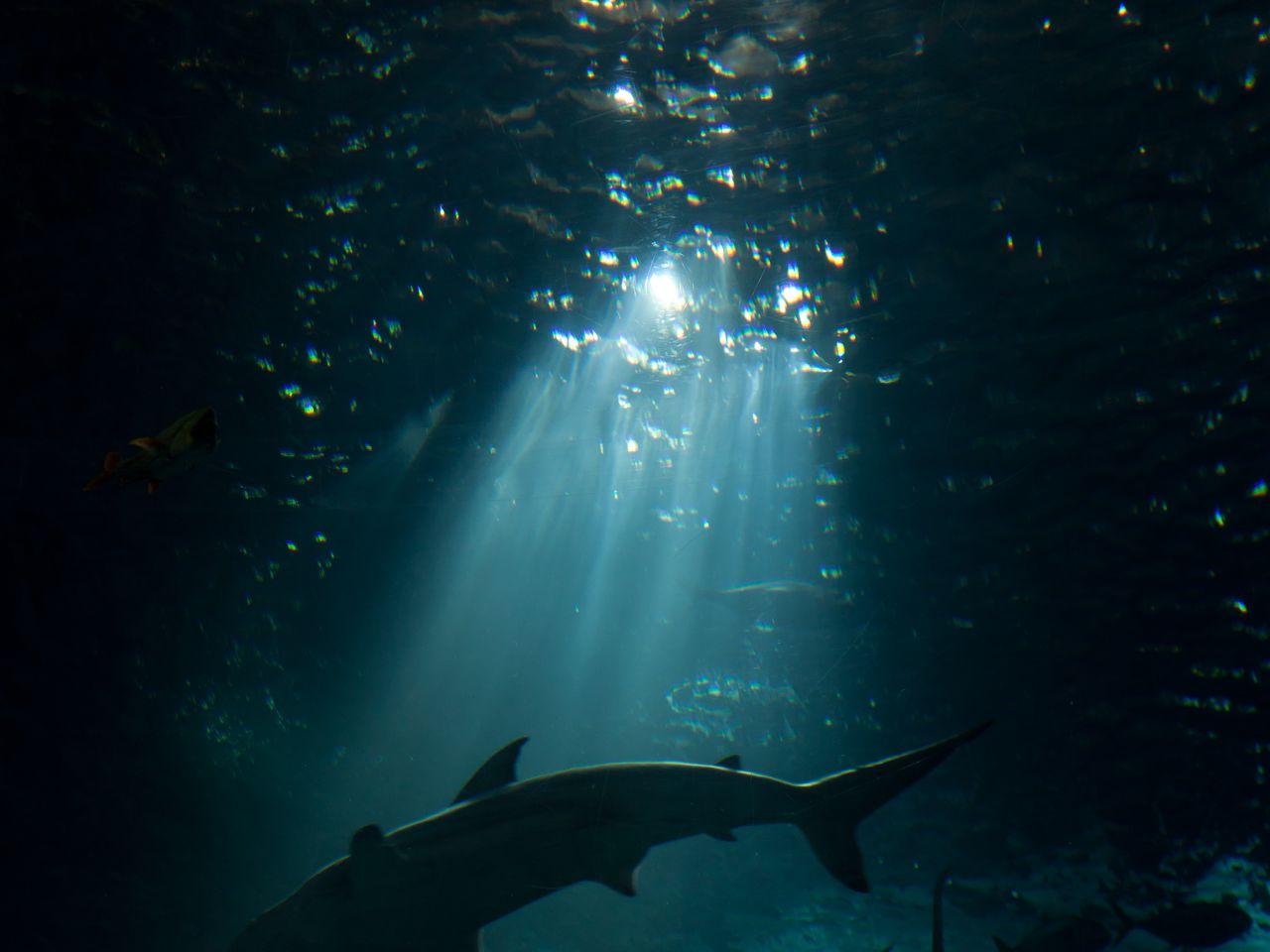 1280x960 Download wallpaper 1280x960 shark, underwater world, dark standard 4:3 HD background