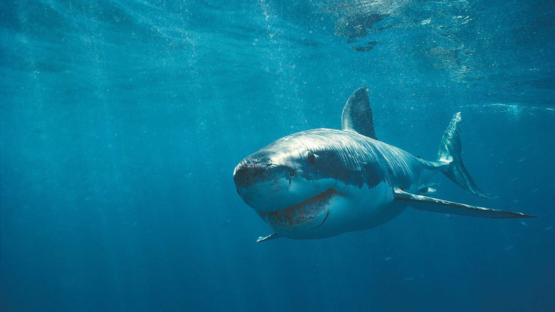 1920x1080 Ocean Great White Shark Wallpaper Download White Shark HD Wallpaper