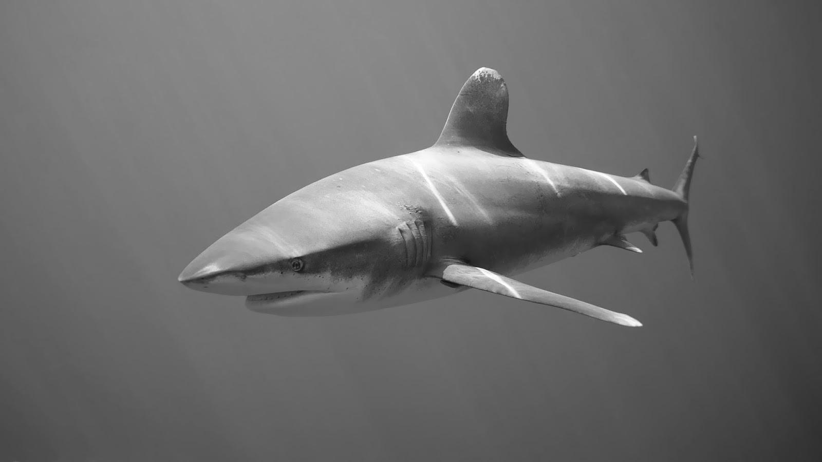 1600x900 Shark black and white black and white wallpaper with shark HD animals wallpaper