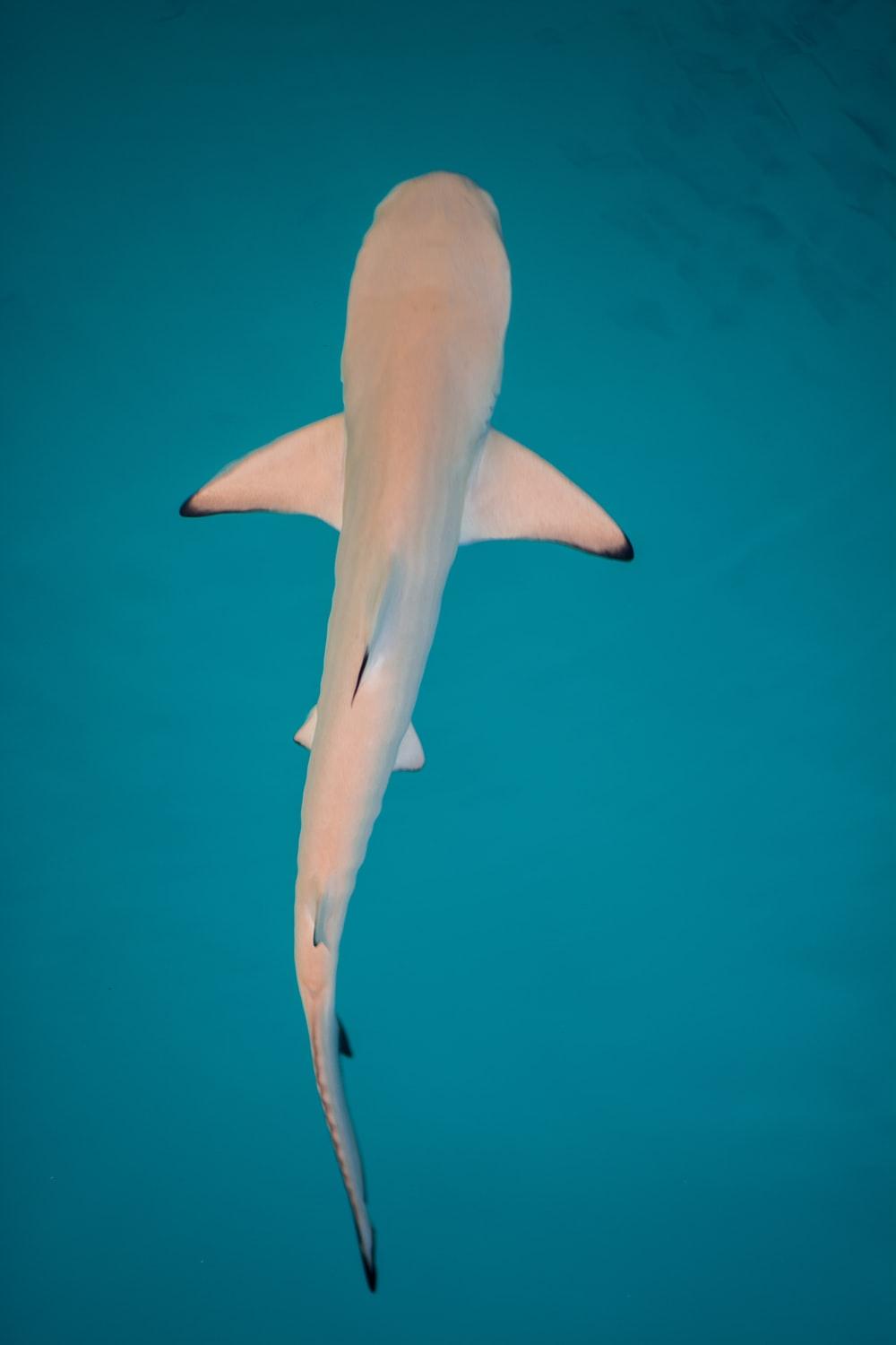 1000x1500 Shark Wallpaper: Free HD Download [HQ]