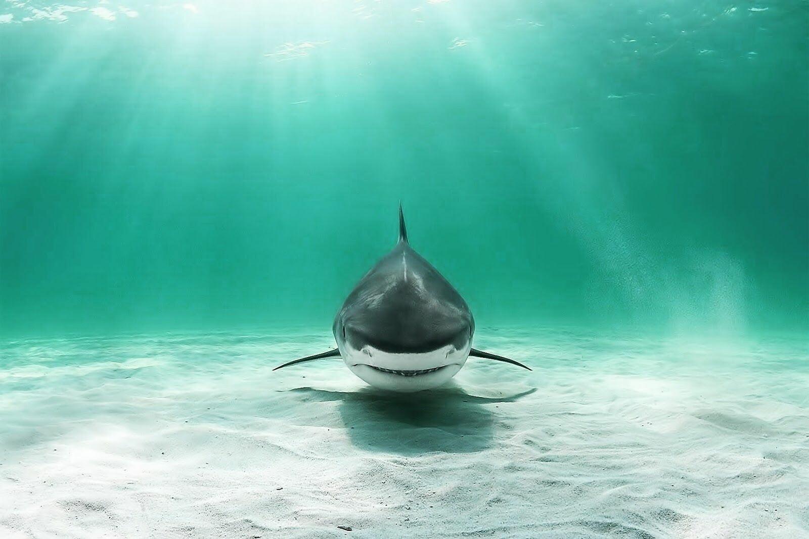 1600x1067 Cool Shark Wallpaper: HD, 4K, 5K for PC and Mobile. Download free image for iPhone, Android
