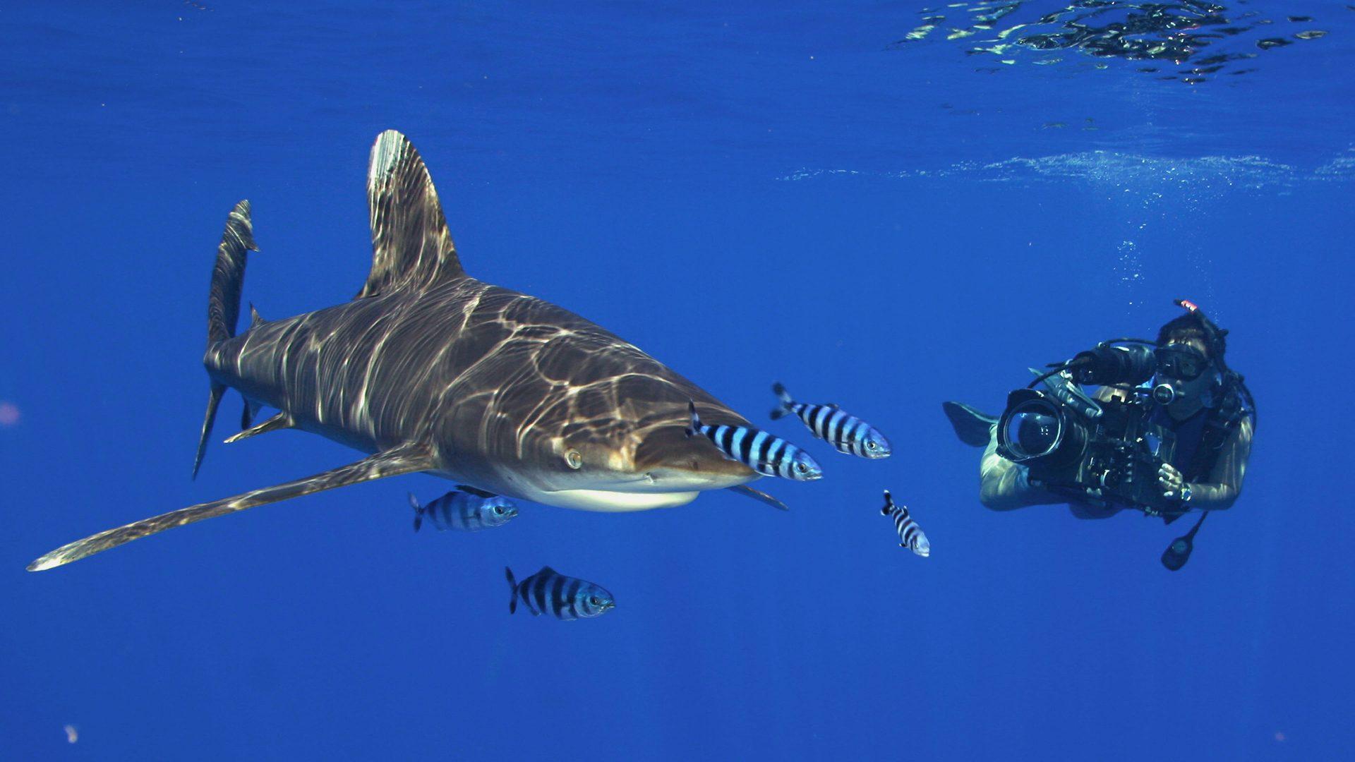 1920x1080 Ocean Shark Diving Recording Desktop Wallpaper HD 3840x2400 :
