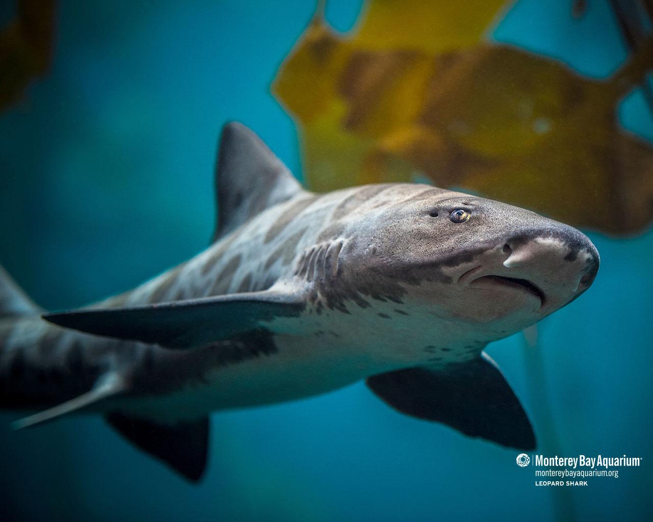 1280x1024 Leopard shark. Wallpaper. Monterey Bay Aquarium