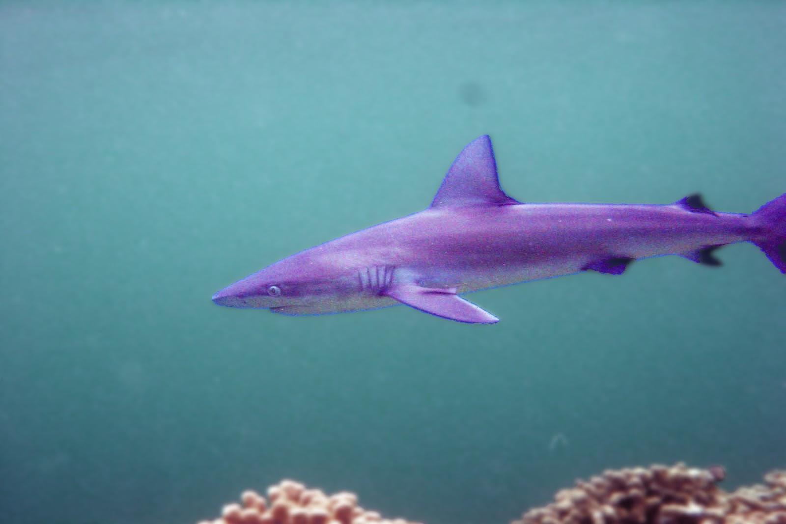 1600x1067 All Five Oceans: Shark wallpaper