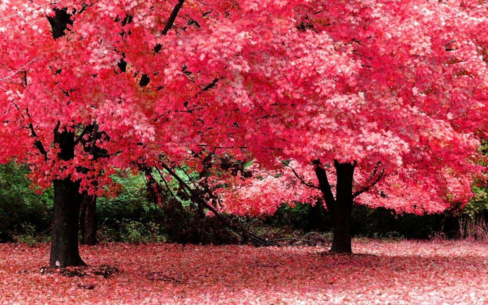 1600x1000 Full Screen HD Wallpaper