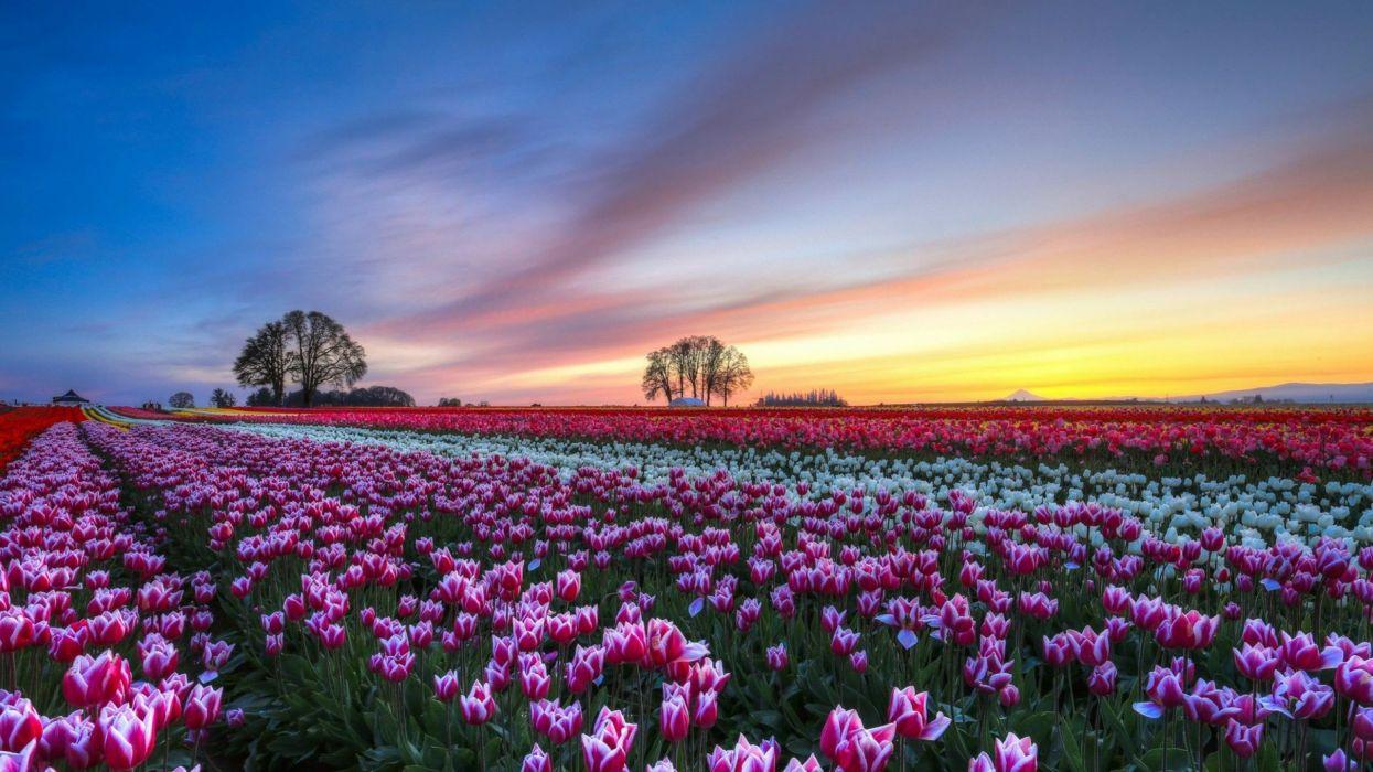 1245x700 Tulip Farm Wallpaper