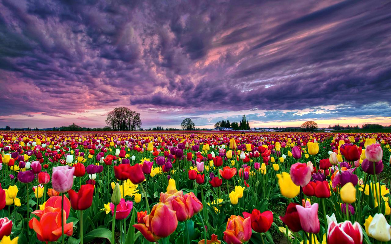 1280x800 Tulip Fields Wallpaper