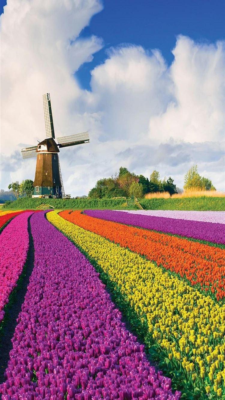 750x1334 Tulip Fields of Netherlands iPhone 8 Wallpaper Free Download