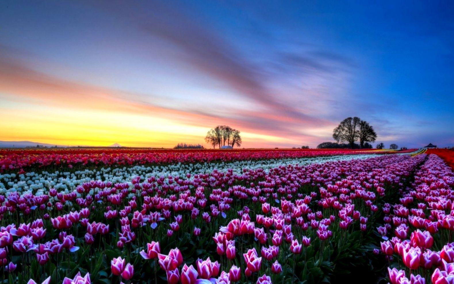 1579x987 Flowers Tulip Flower Tulips Fields Field Desktop Wallpaper