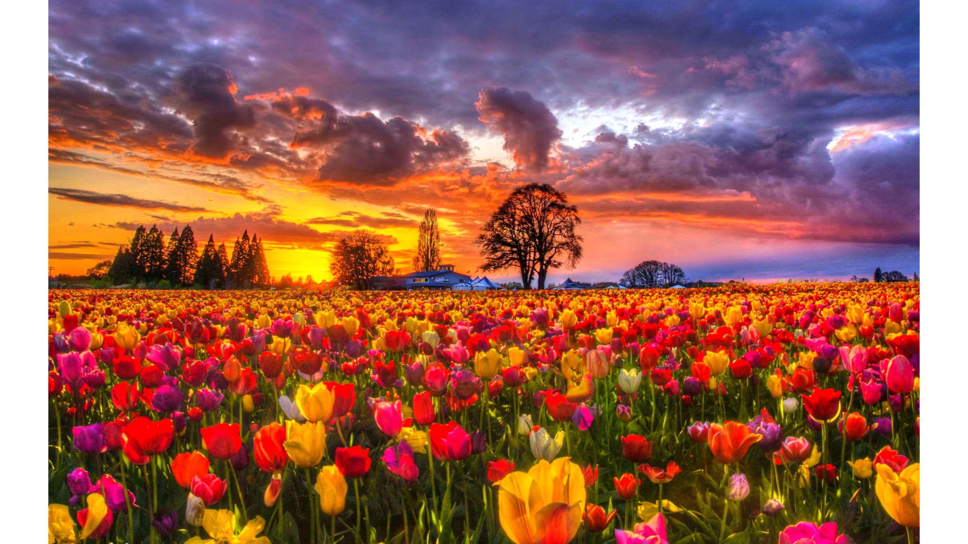 3840x2160 Free photo: Orange Tulip Field, Blooming, Blossom