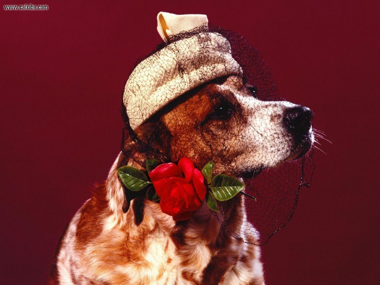 1280x960 Animals: Hopeless Romantic, picture nr. 14395