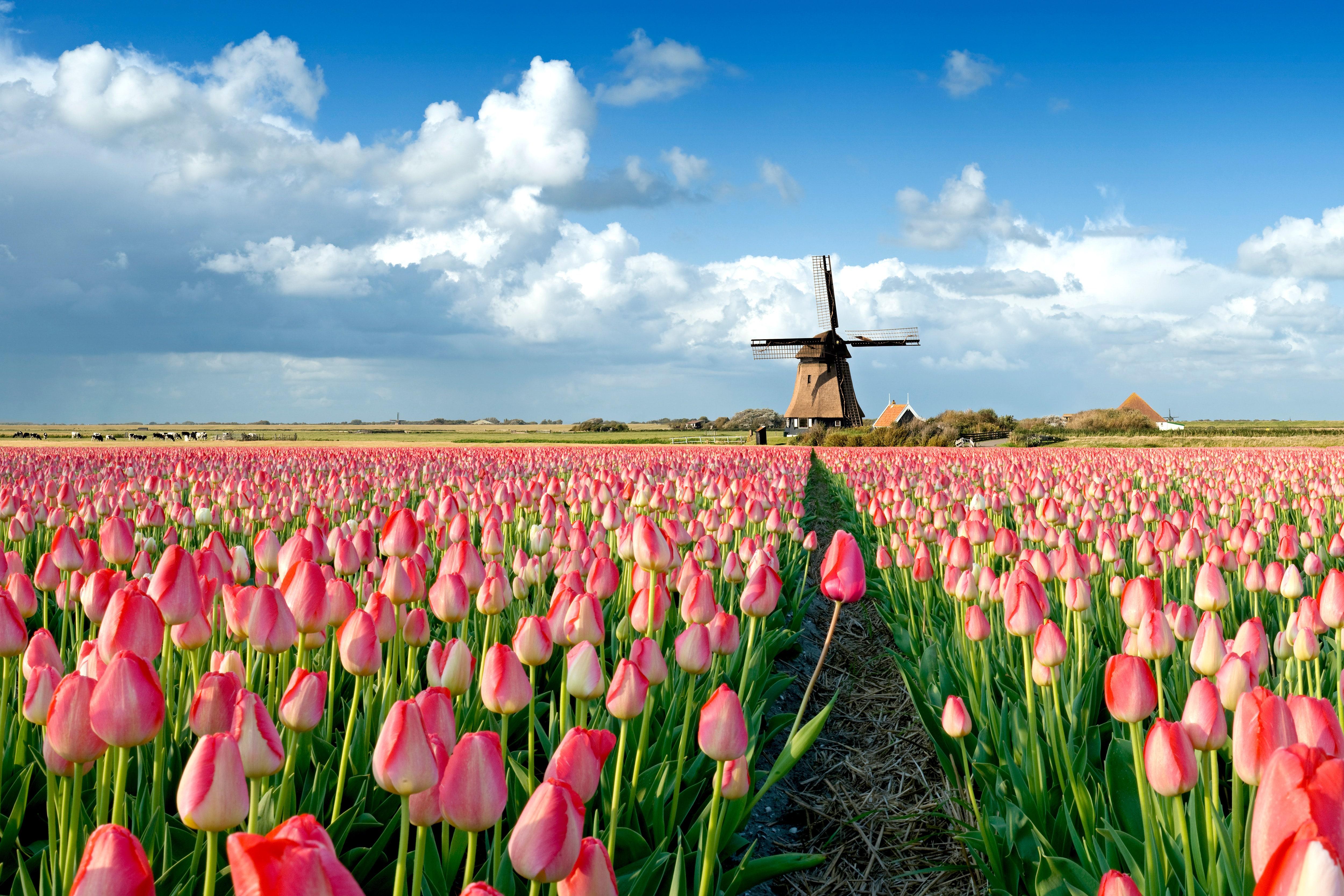 Tulip Fields Wallpapers Top Free Tulip Fields Backgrounds