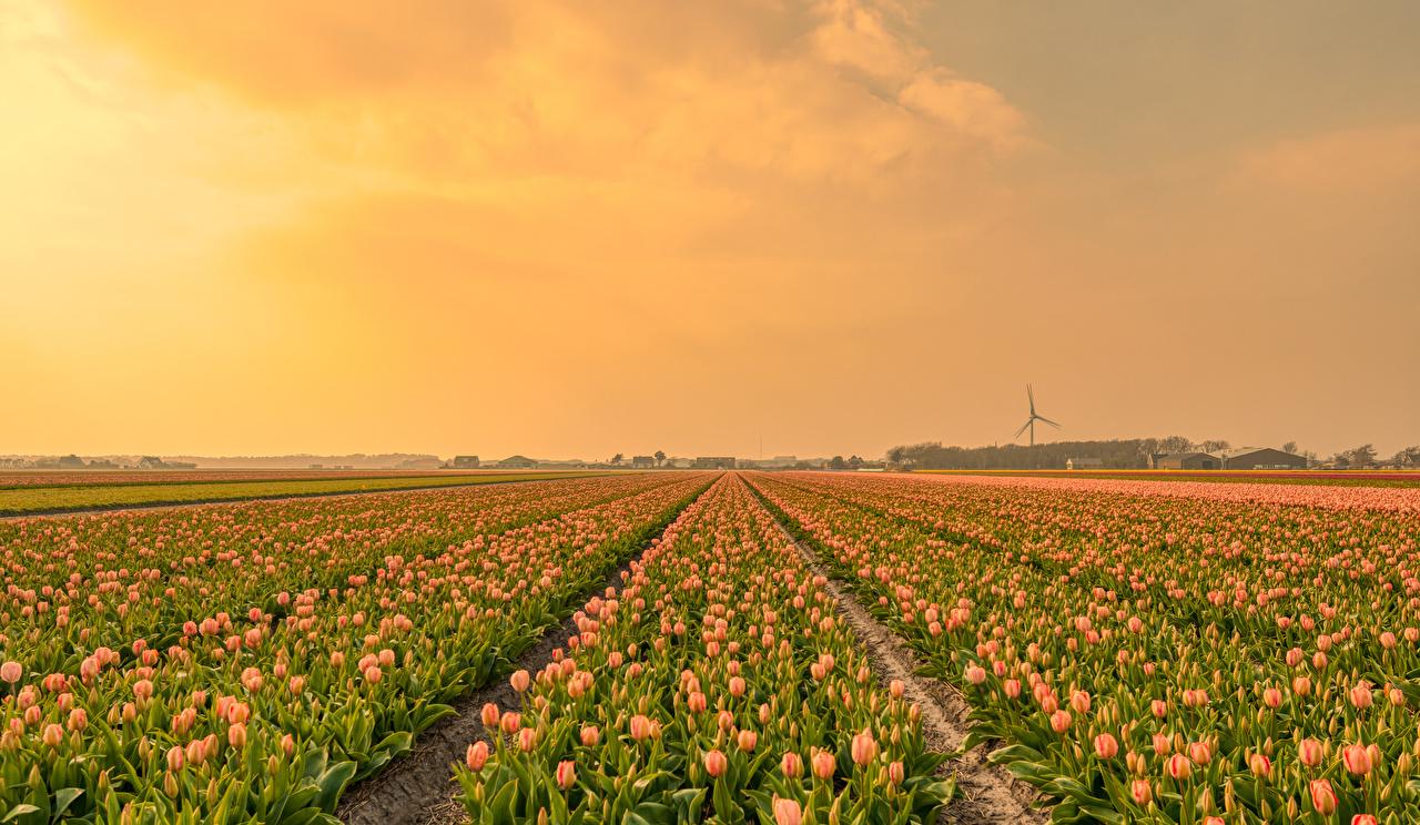 1280x744 Desktop Wallpaper tulip Fields Flowers Many