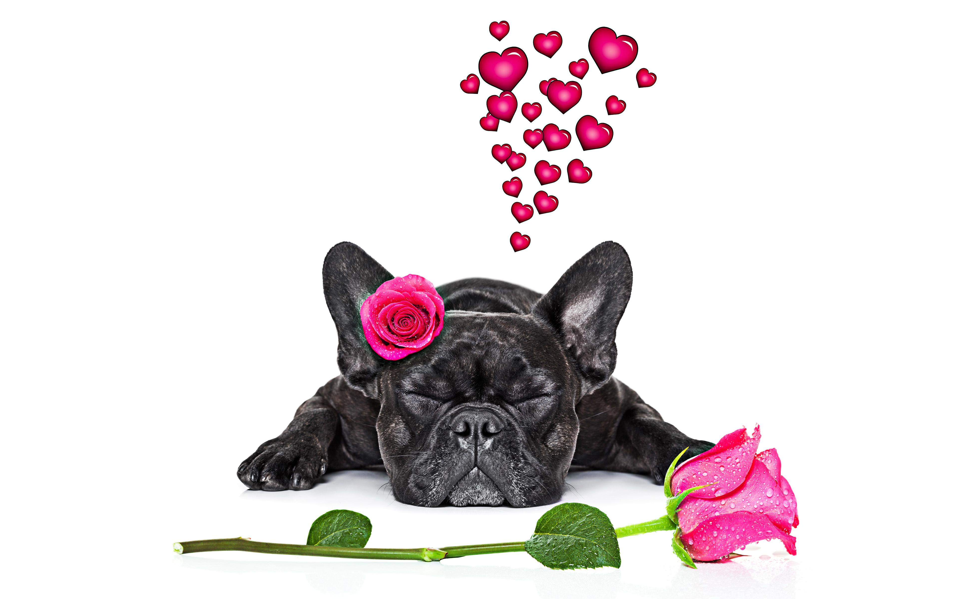 3840x2400 Download wallpaper French bulldog, black little dog, pets, cute animals, dogs, pink roses, romance for desktop with resolution 3840x2400. High Quality HD picture wallpaper
