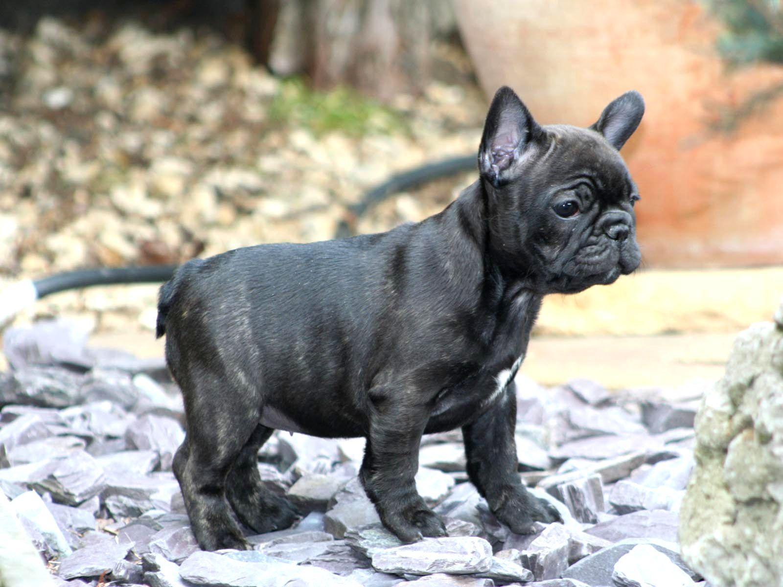 1600x1200 French Bully Mix French Bulldog Wallpaper HD Grey French Bulldog
