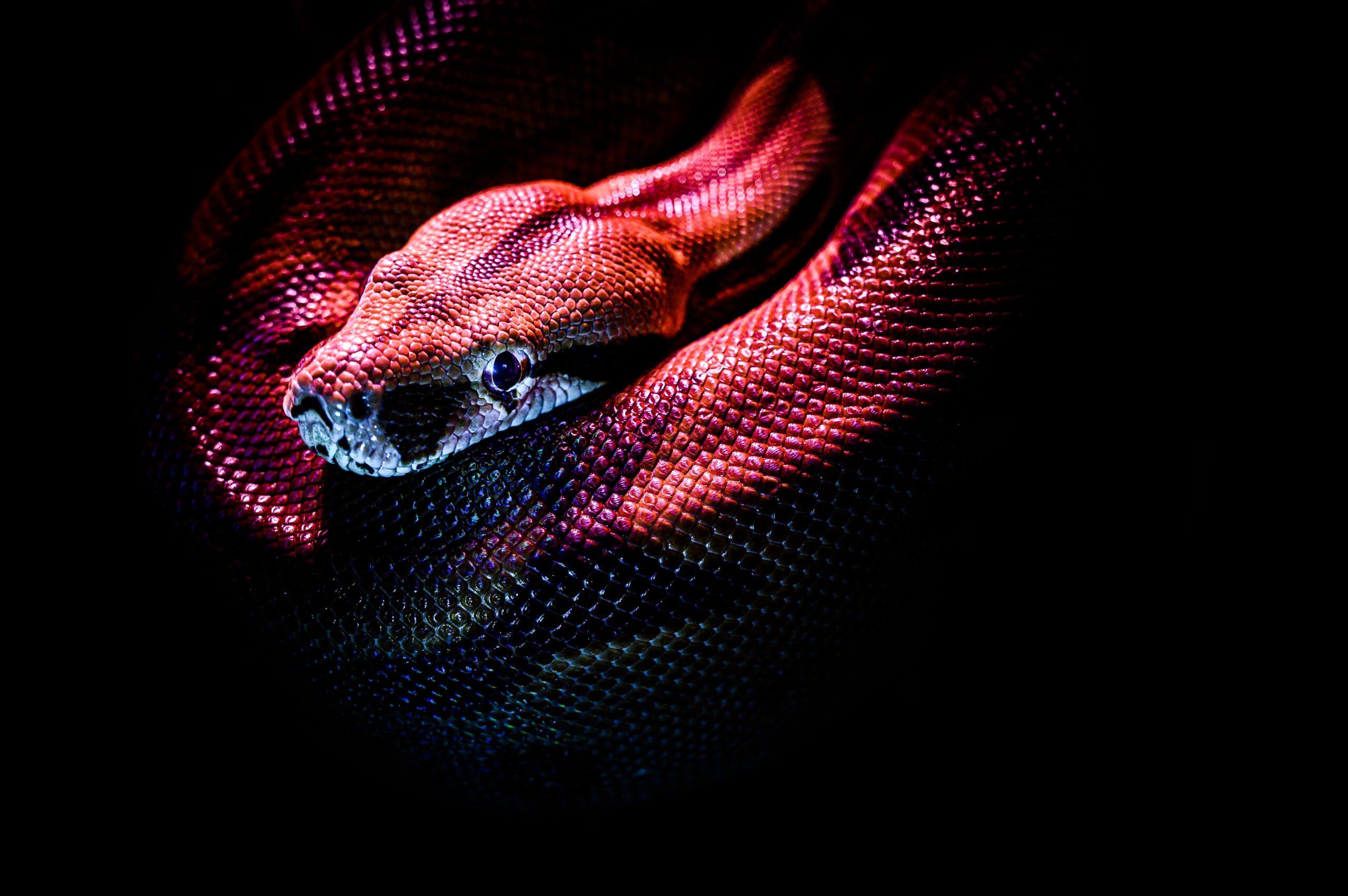Minimalist Snake Wallpapers - Top Free Minimalist Snake Backgrounds
