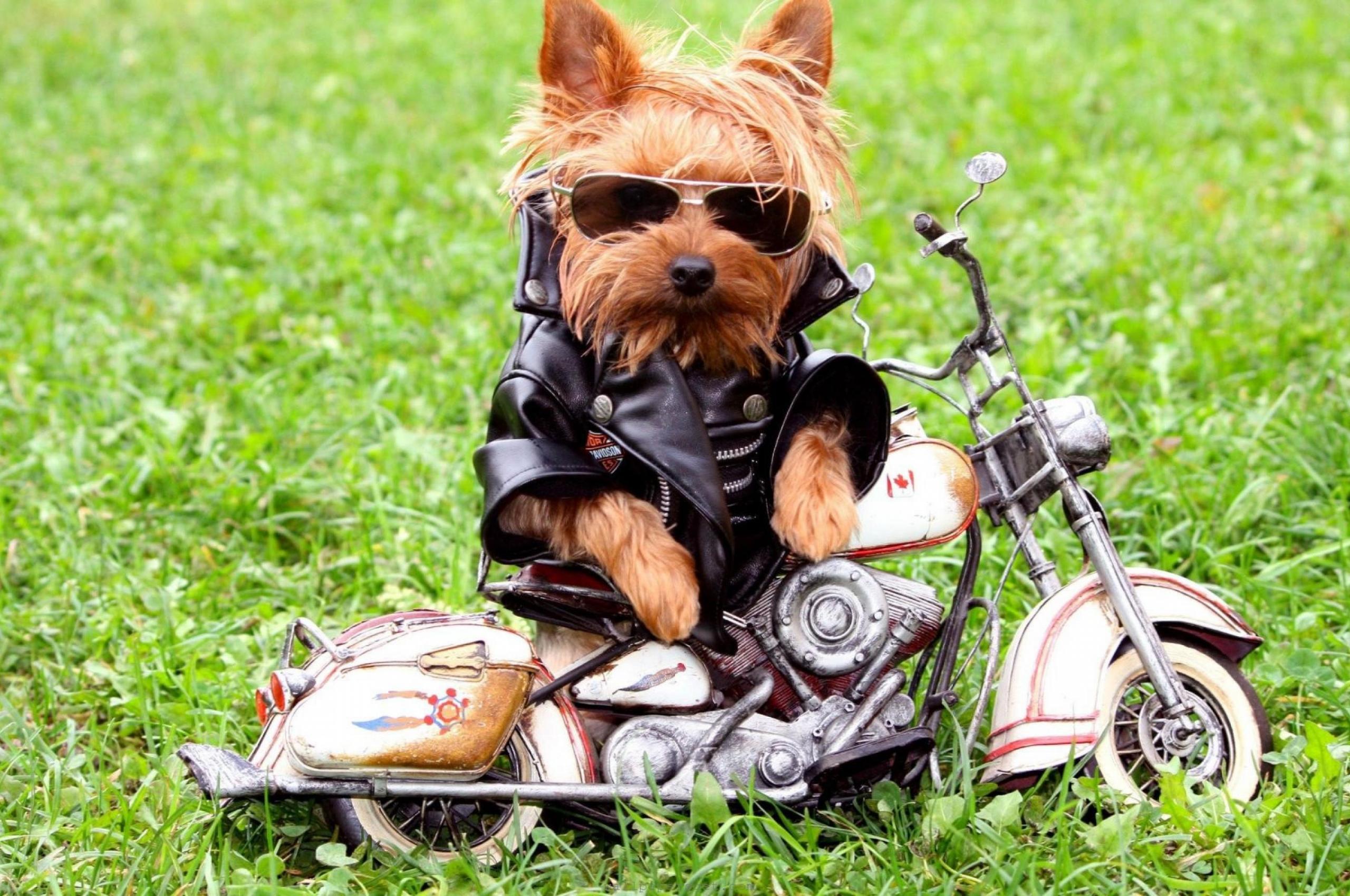 2560x1700 Free download Biker Dog Wallpaper PC Computer 10505 Wallpaper Cool Walldiskpaper [2880x1800] for your Desktop, Mobile & Tablet. Explore Biker Wallpaper for Computers. Biker Wallpaper, Motorcycle Wallpaper for Computer, Free Biker Wallpaper