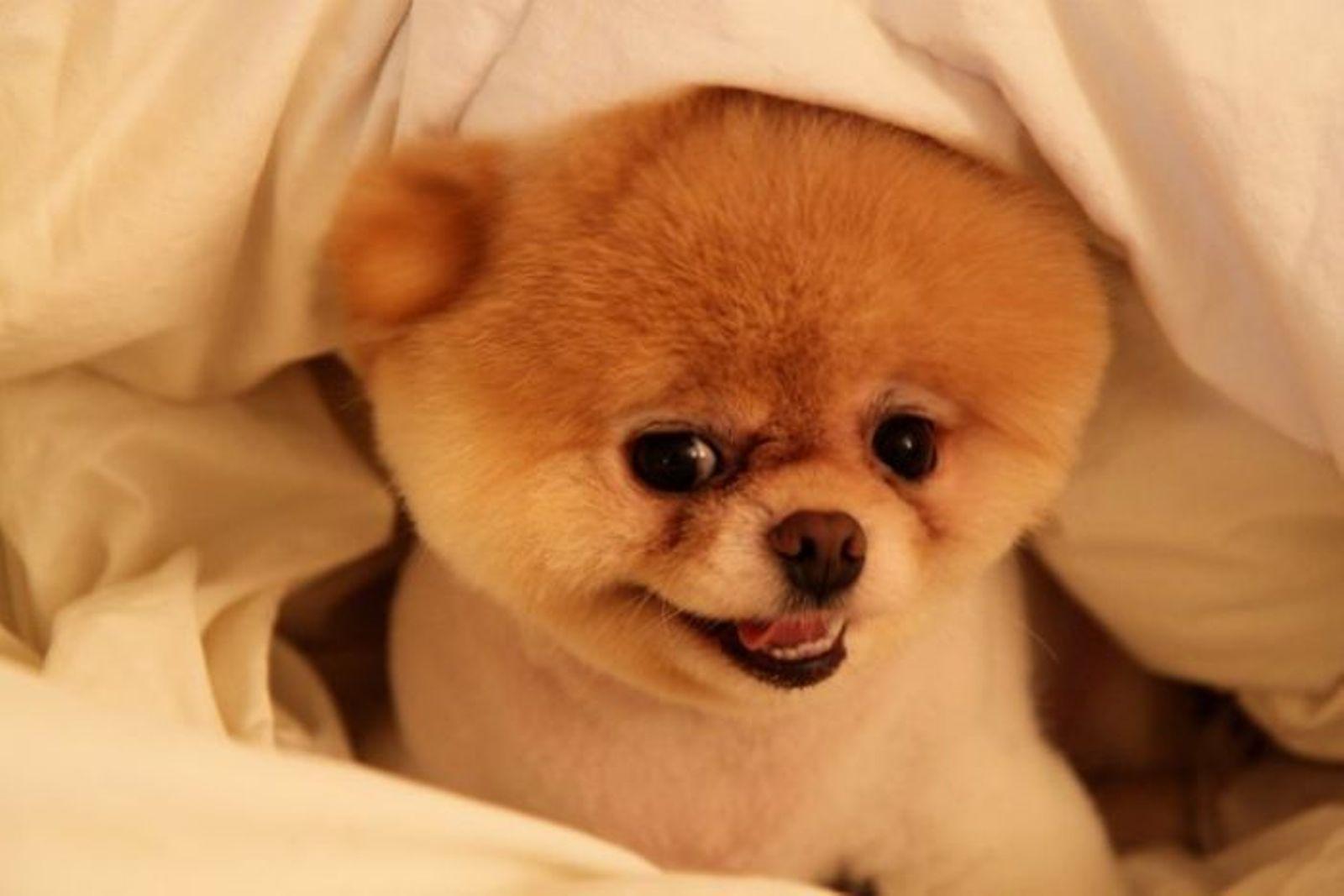 1600x1067 Boo The Dog Wallpaper Free Download