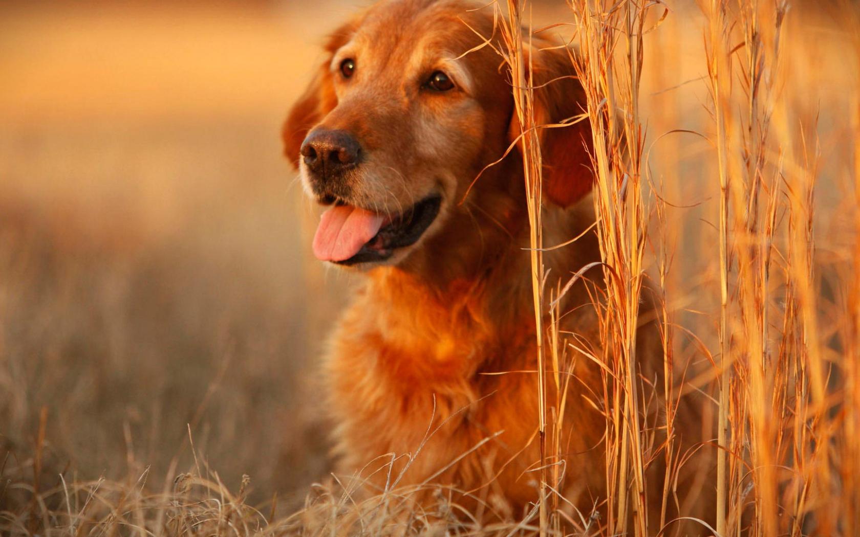 1680x1050 Free download Dogs Full HD Wallpaper download 1080p desktop background [1920x1080] for your Desktop, Mobile & Tablet. Explore Dog Wallpaper for Desktop. Cute Dog Wallpaper, Free Dog and