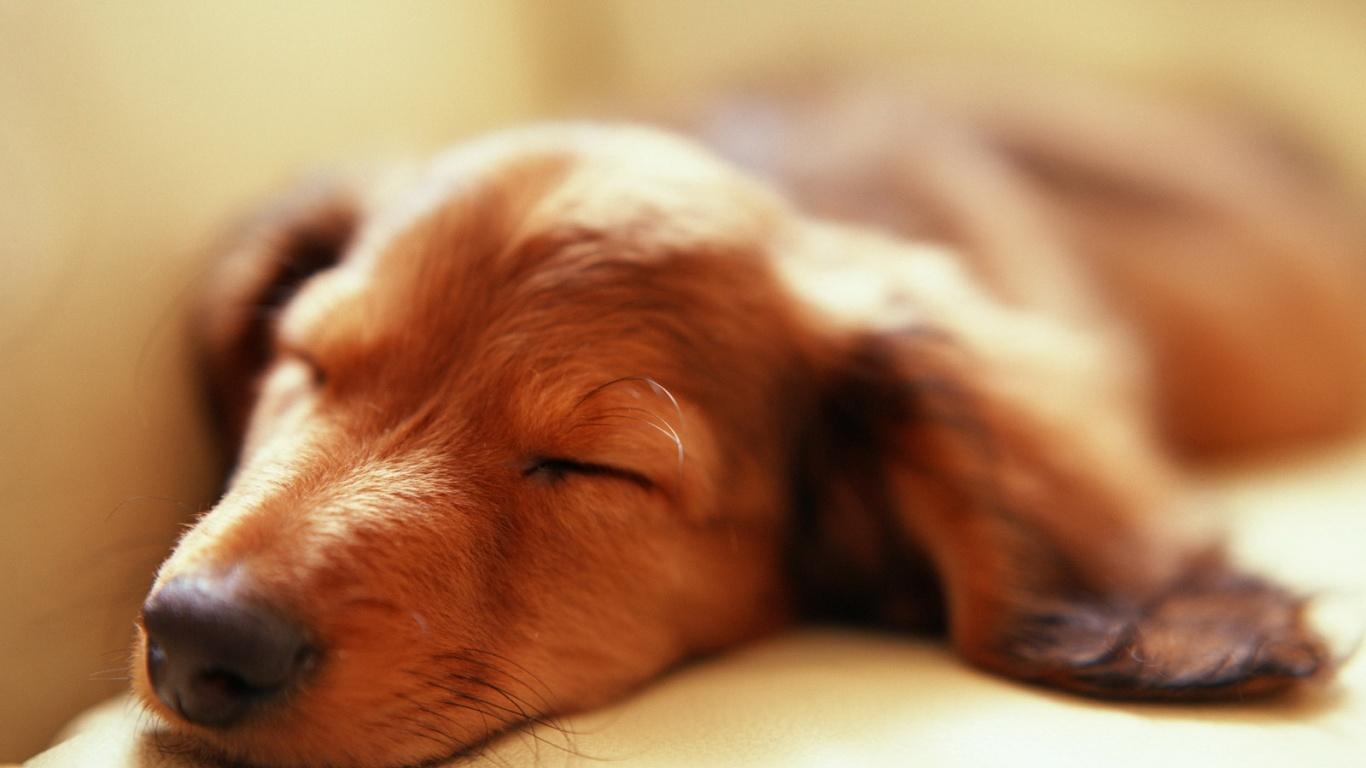 1366x768 Sleeping dog desktop PC and Mac wallpaper