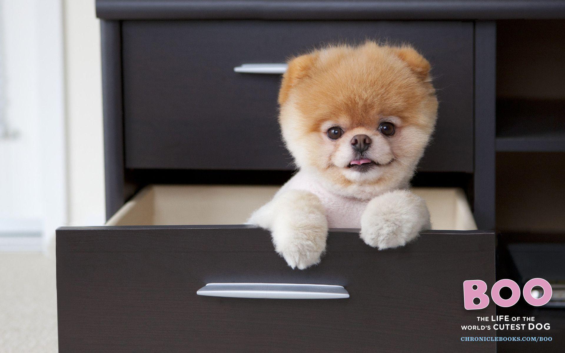 1920x1200 Boo Pomeranian Wallpaper