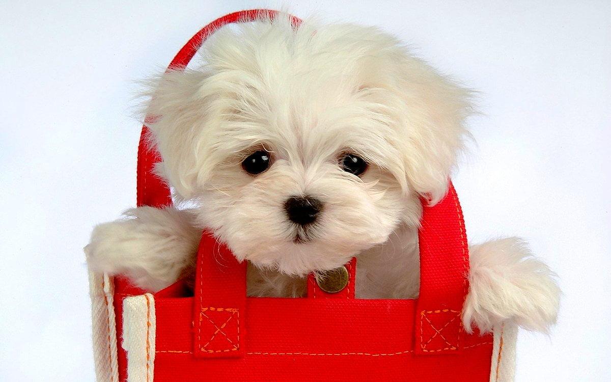 1200x750 Dogs wallpaper HD. Download Free background
