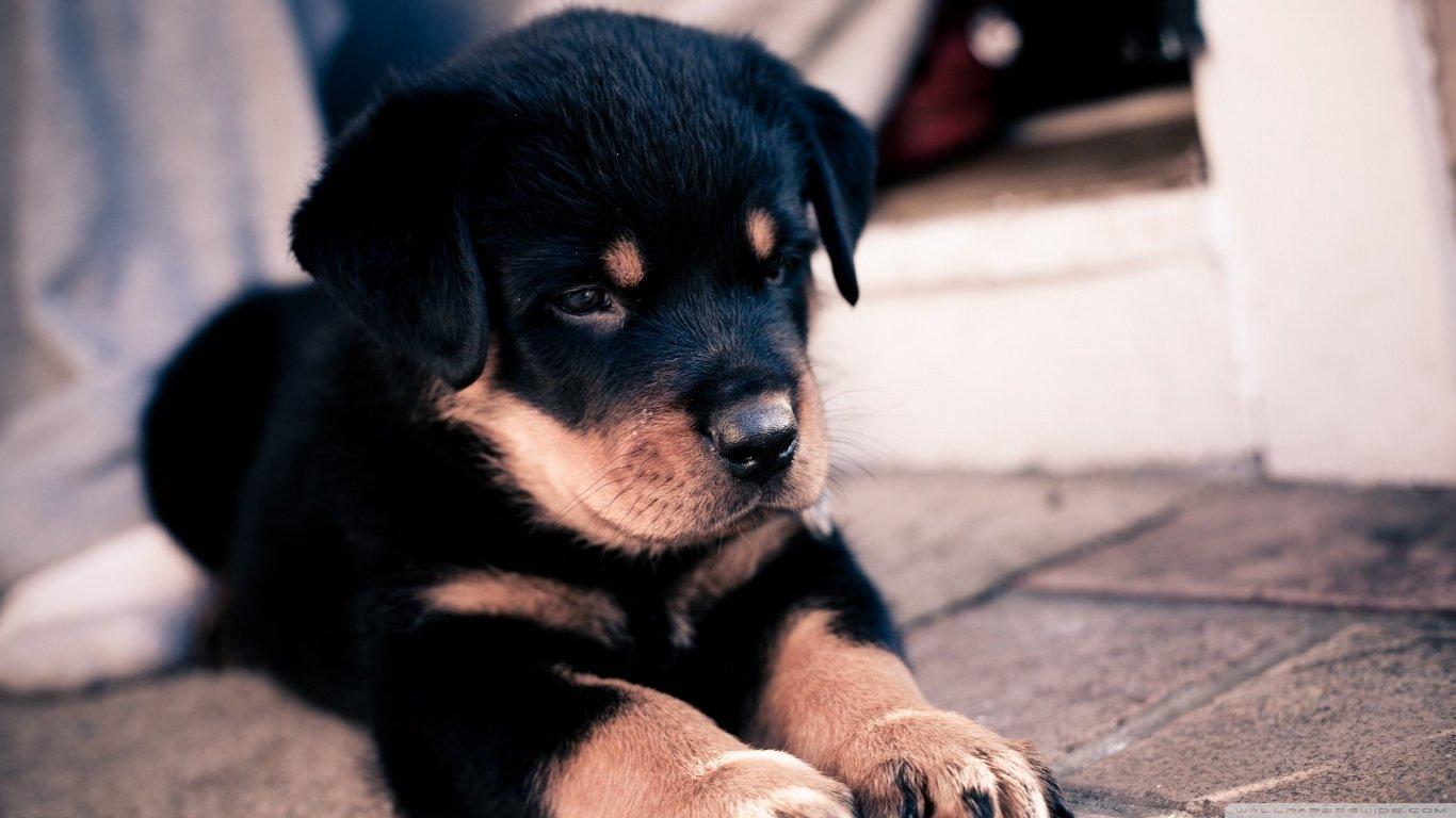 1366x768 Dog wallpaper 1366x768 (laptop) desktop background