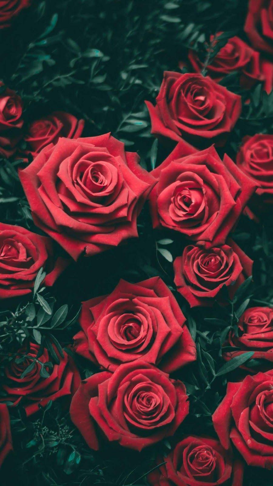 900x1600 Cute Red Flower Wallpaper