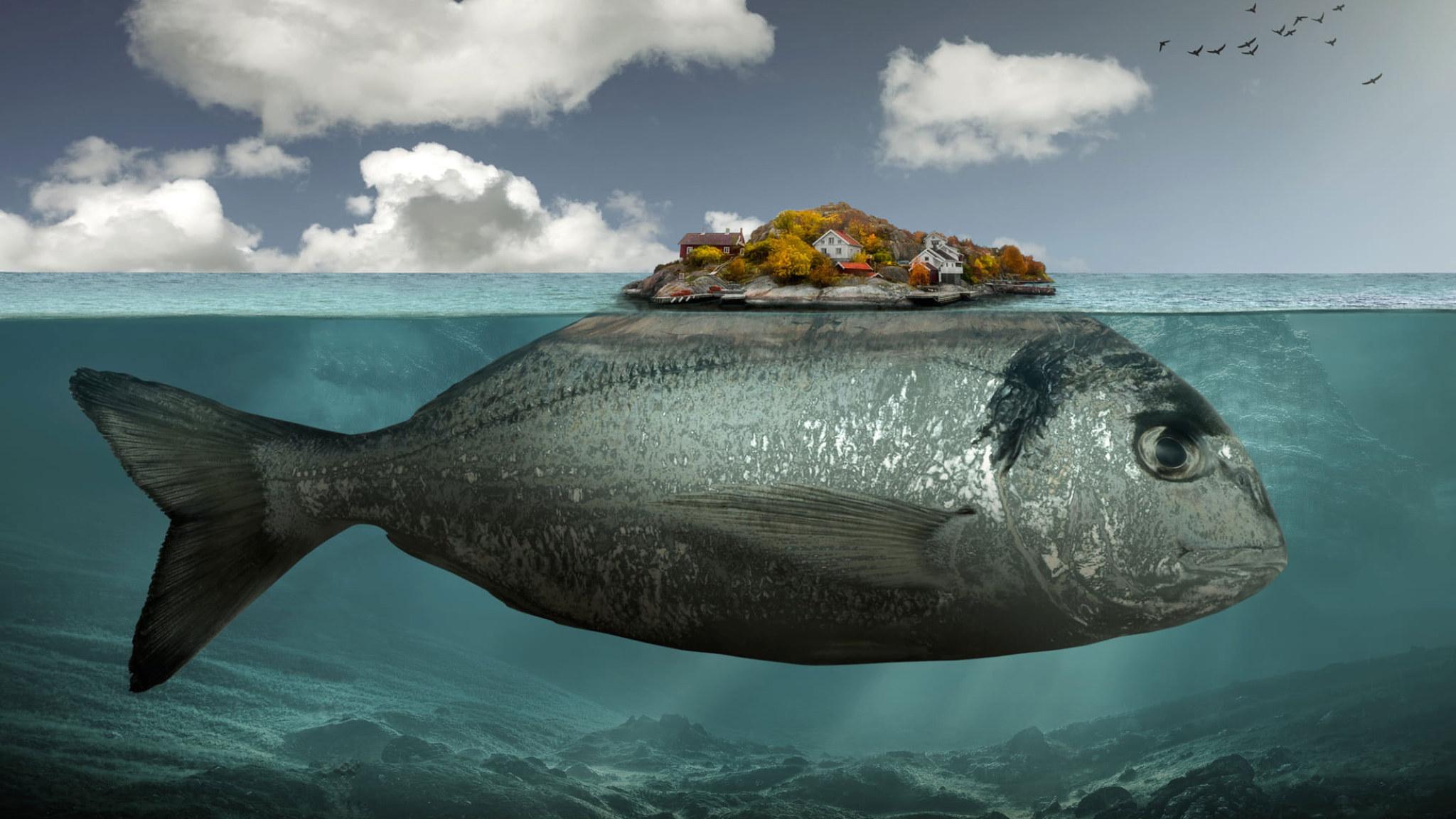 2048x1152 Gray fish illustration wallpaper, artwork, digital art, surreal, underwater • Wallpaper For You HD Wallpaper For Desktop & Mobile