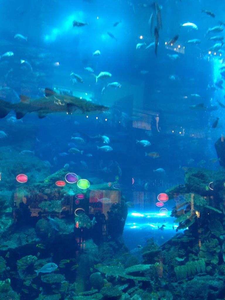 768x1024 Free download Dubai Mall Aquarium Wallpaper Travel HD Wallpaper [1600x1195] for your Desktop, Mobile & Tablet. Explore HD Aquarium Wallpaper. Tank Wallpaper HD, Aquarium Wallpaper for Desktop, Live Aquarium