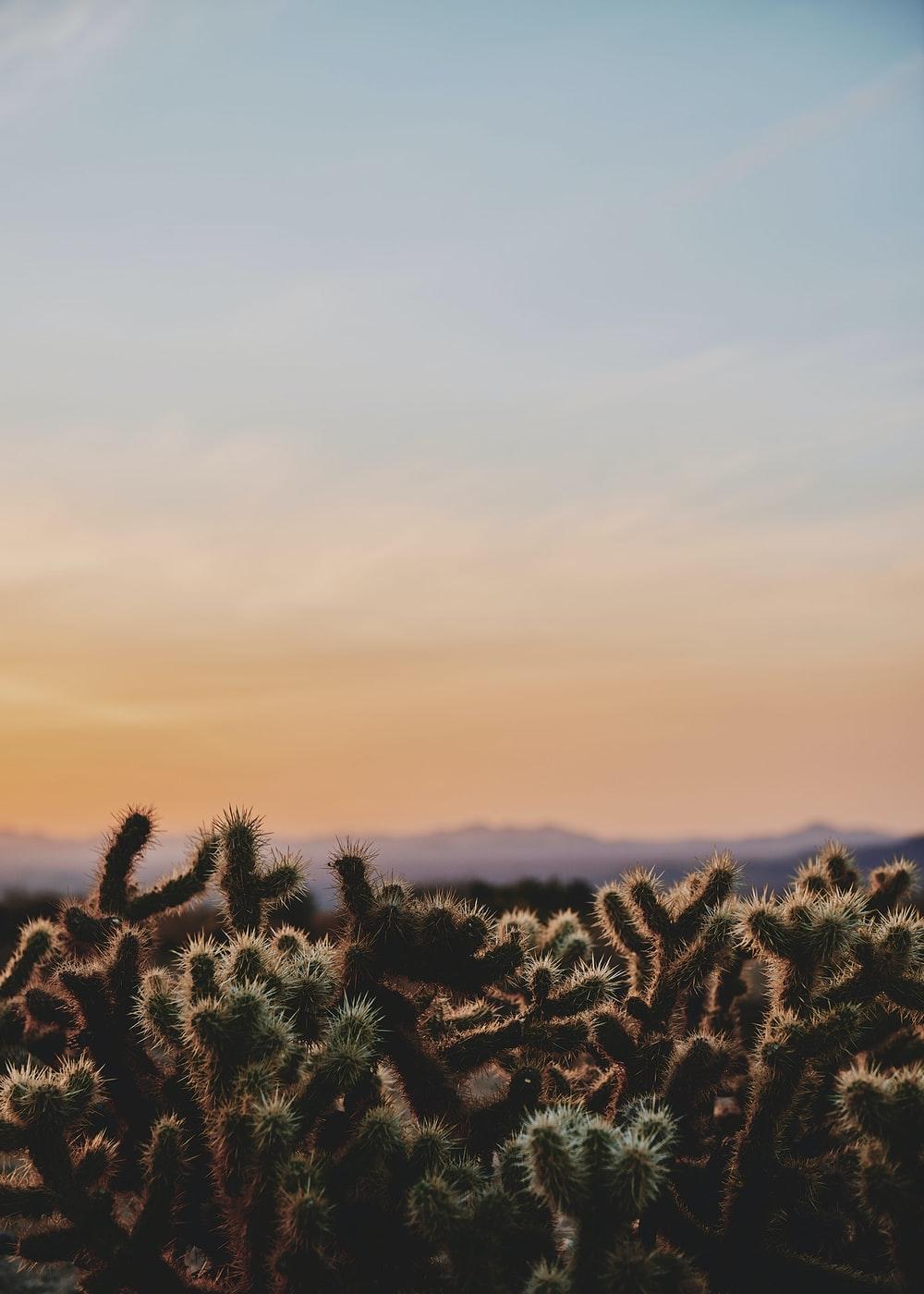 1000x1400 Desert Sunset Picture. Download Free Image