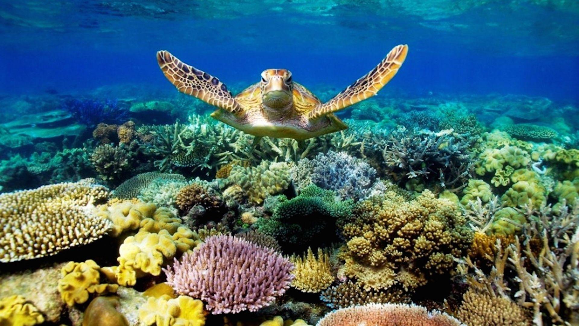 1920x1080 Great Barrier Reef Turtle 4K Wallpaper