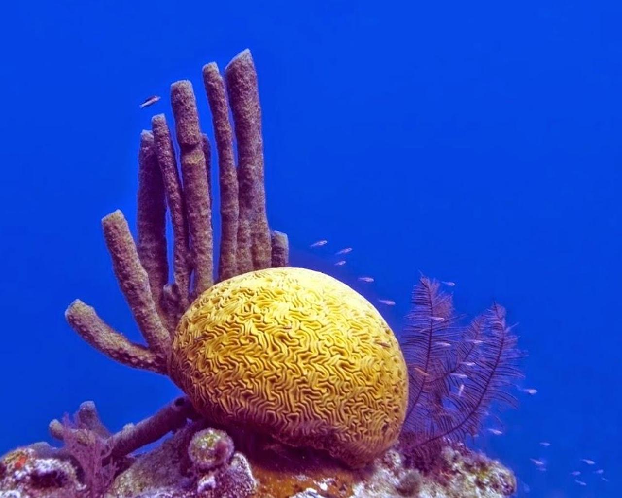 1280x1024 Wallpaper Great Blue Hole for Android