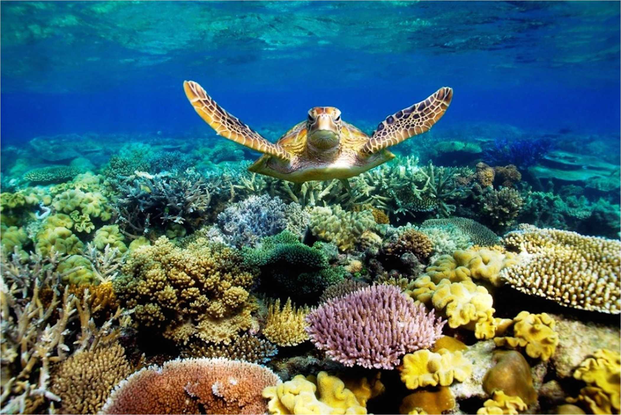 2102x1405 Great Barrier Reef Wallpaper