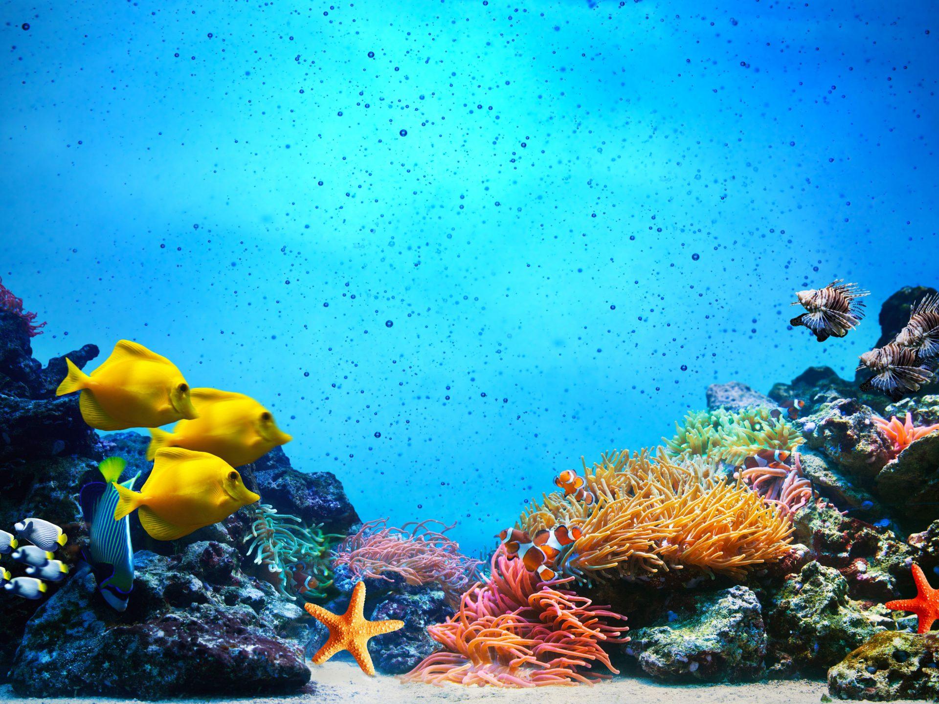 Barrier Reef Wallpapers - Top Free Barrier Reef Backgrounds