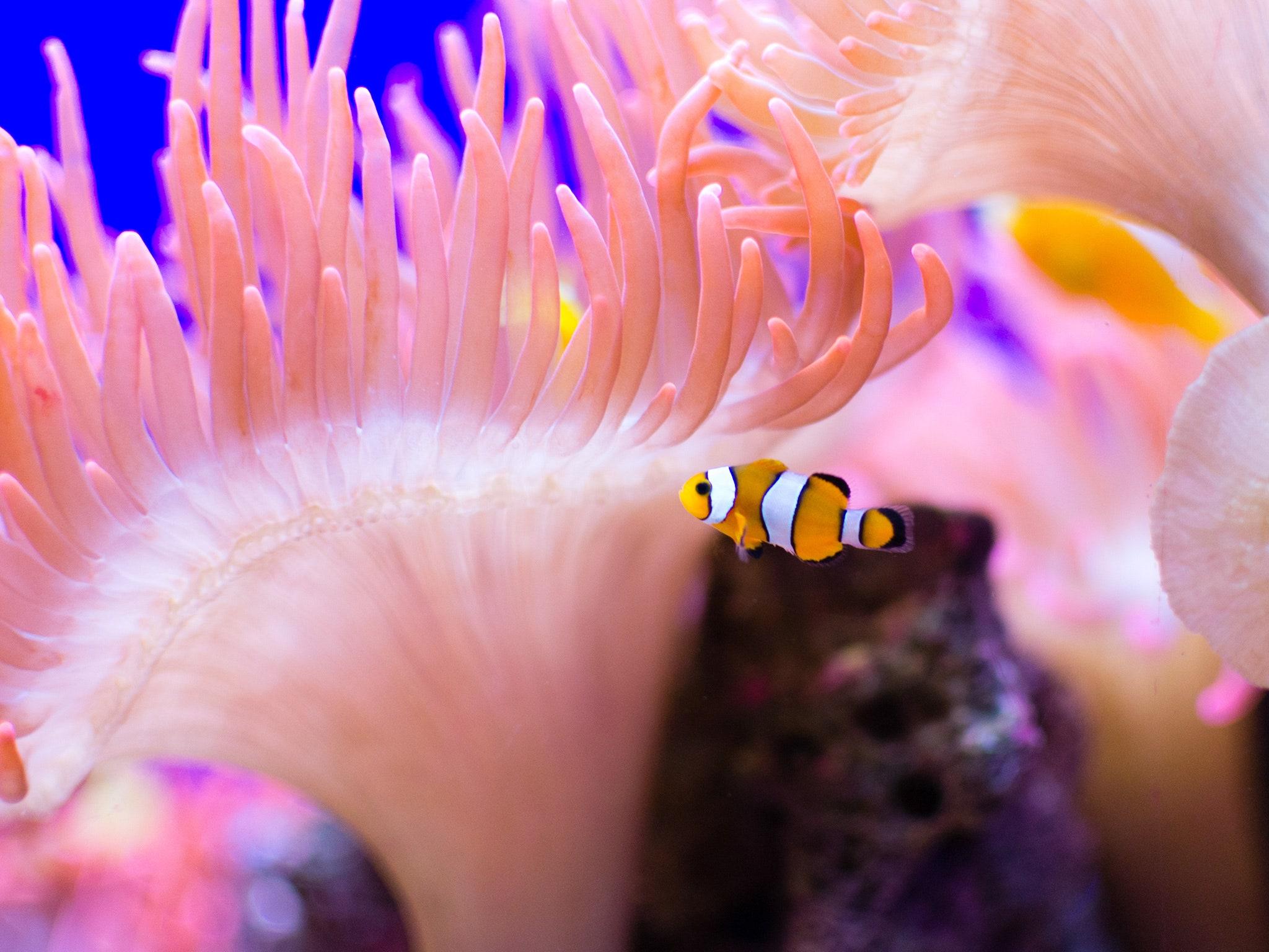 2048x1536 Diving the Great Barrier Reef: 15 Breathtaking Photo. Condé Nast Traveler