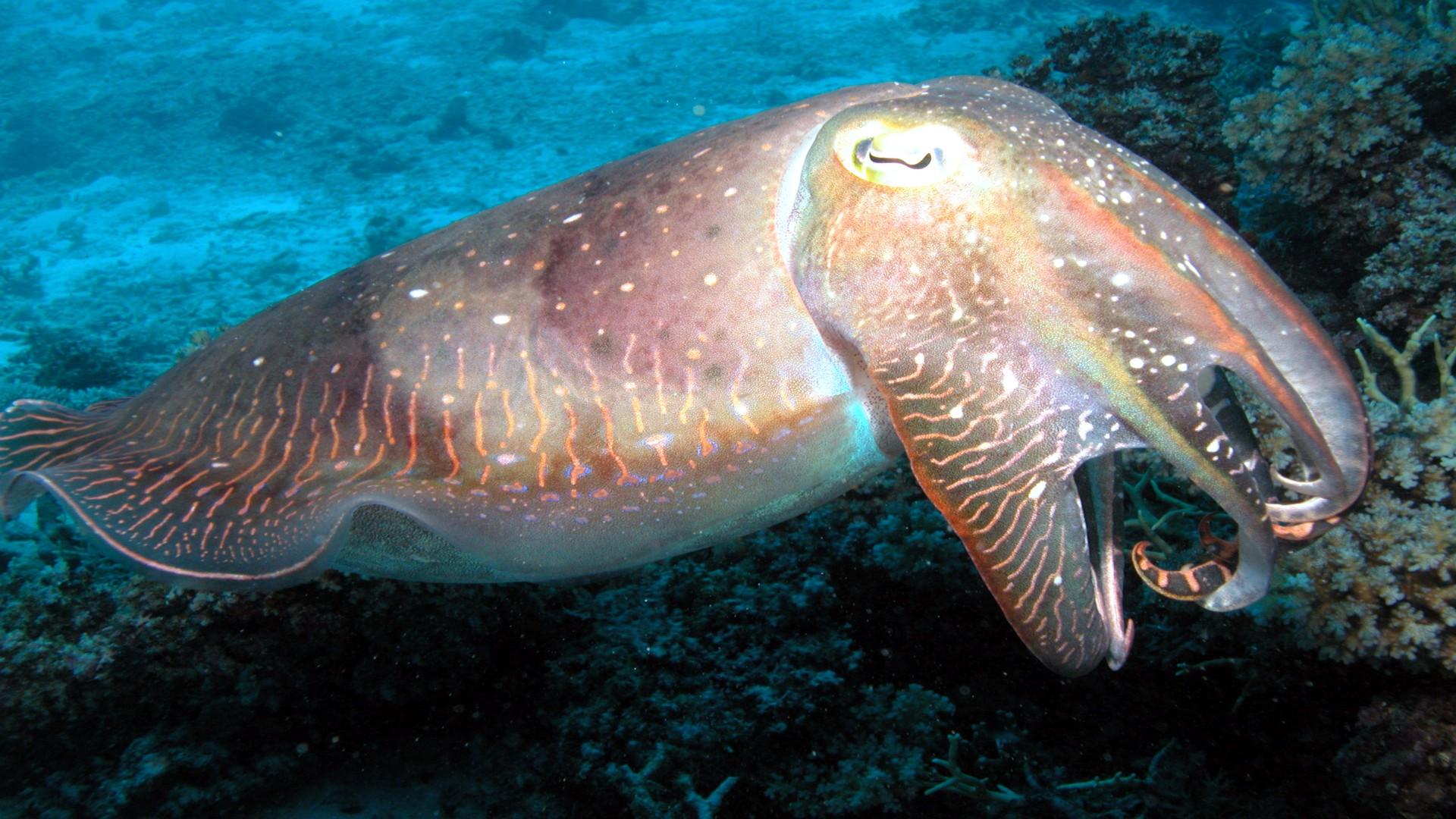 1920x1080 Cuttlefish Great Barrier Reef HD Desktop Background :