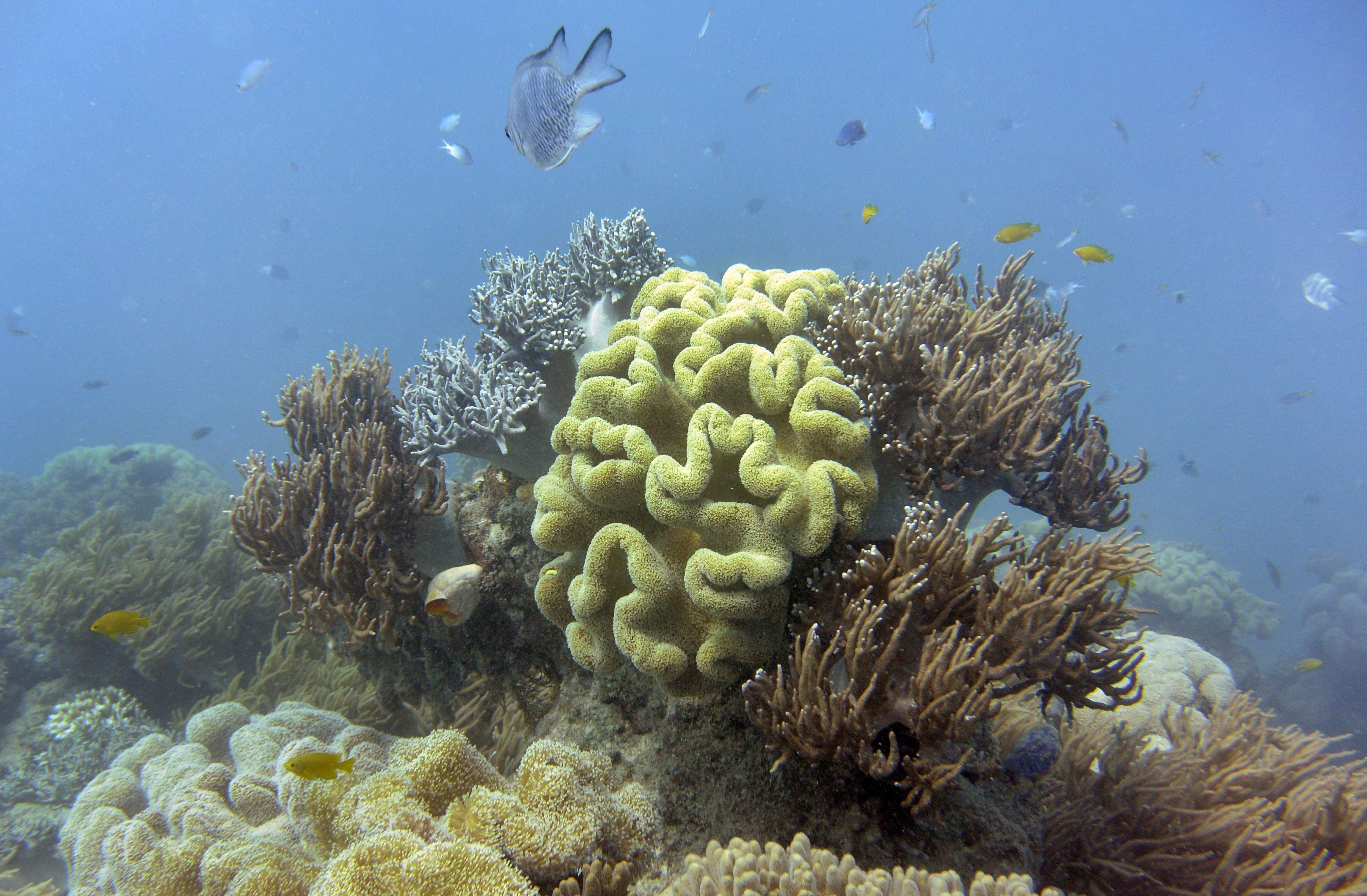 4500x2950 Coral reefs are an irreplaceable environmental and economic treasure, in need of help