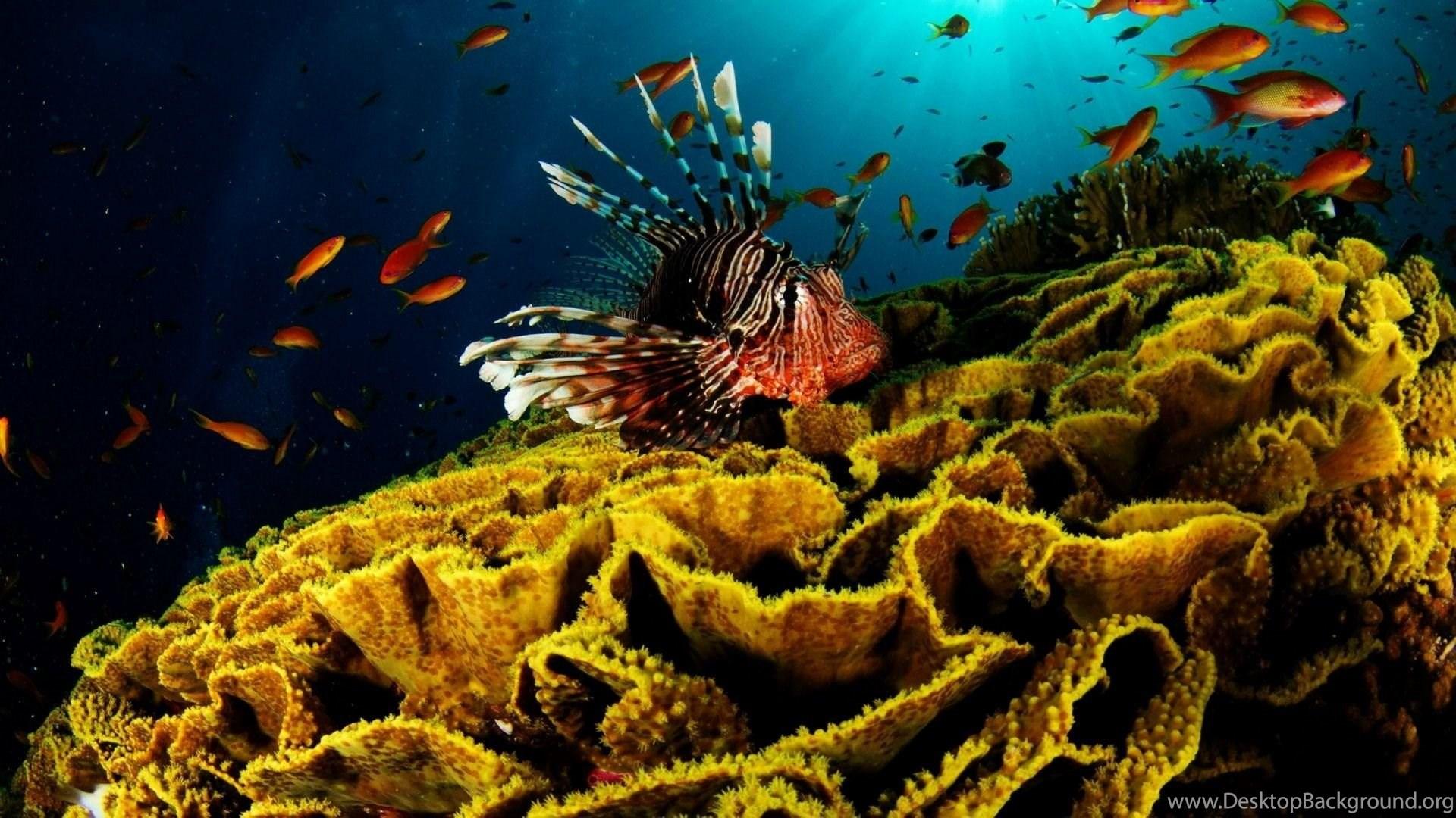 1920x1080 High Resolution Colorful Nature Coral Reef Wallpaper HD 13 Full. Desktop Background