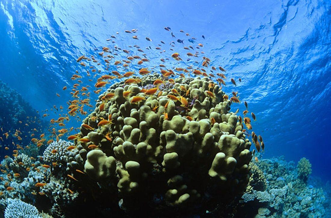 1100x727 Belize Barrier Reef. Underwater wallpaper, Fish wallpaper, Underwater picture
