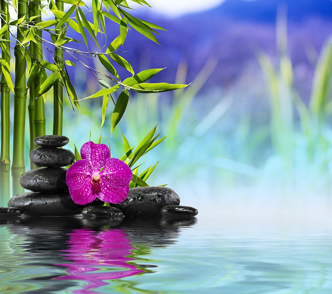 1154x1024 Wallpaper Spa Orchid Bamboo Nature flower Water Stones