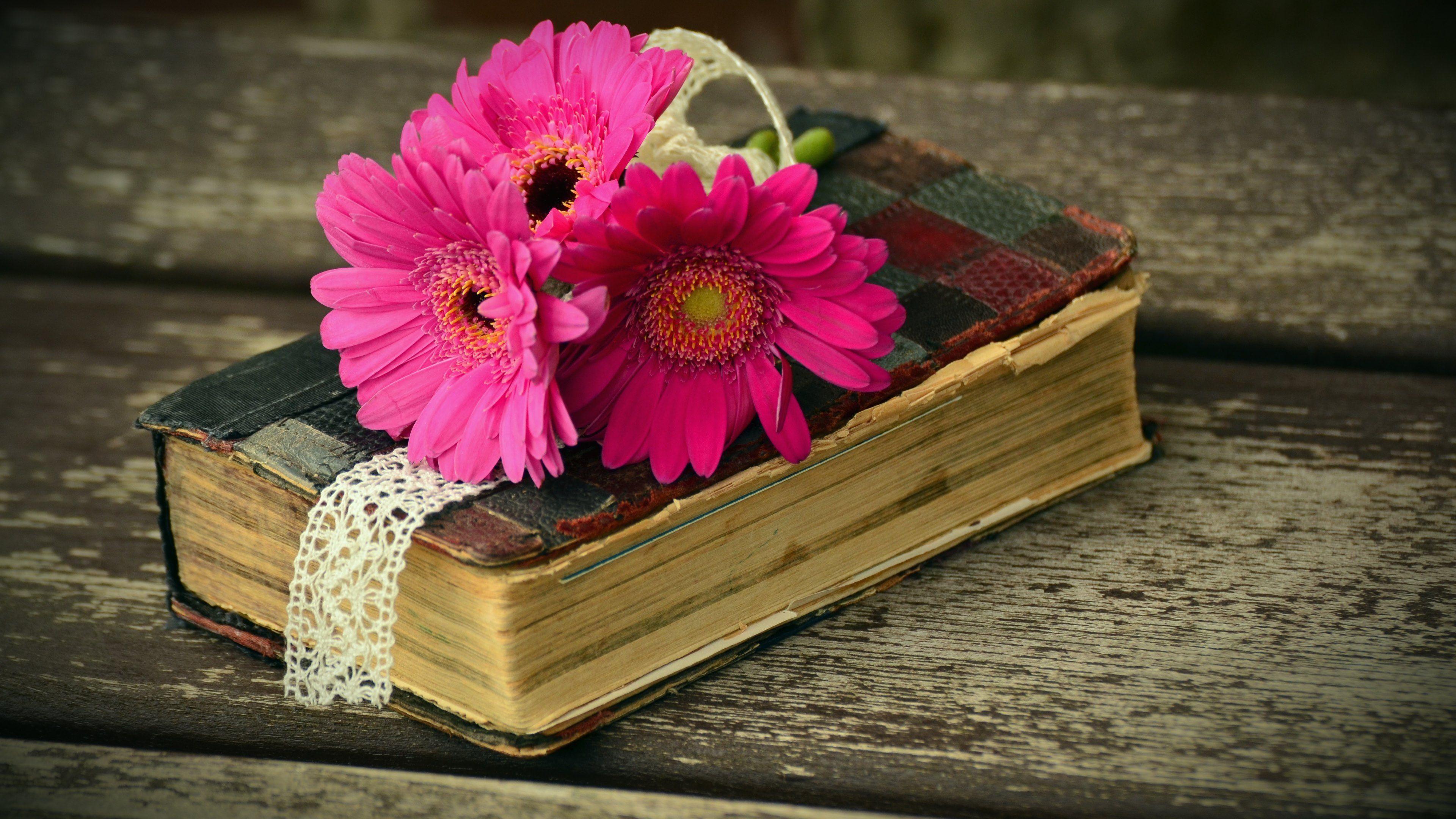 3840x2160 Free download Old Book and Gerbera Flowers Wallpaper 4K HD Desktop [3840x2160] for your Desktop, Mobile & Tablet. Explore Gerbera Wallpaper. Gerbera Wallpaper, Gerbera Daisy Wallpaper, Gerbera Daisies Wallpaper